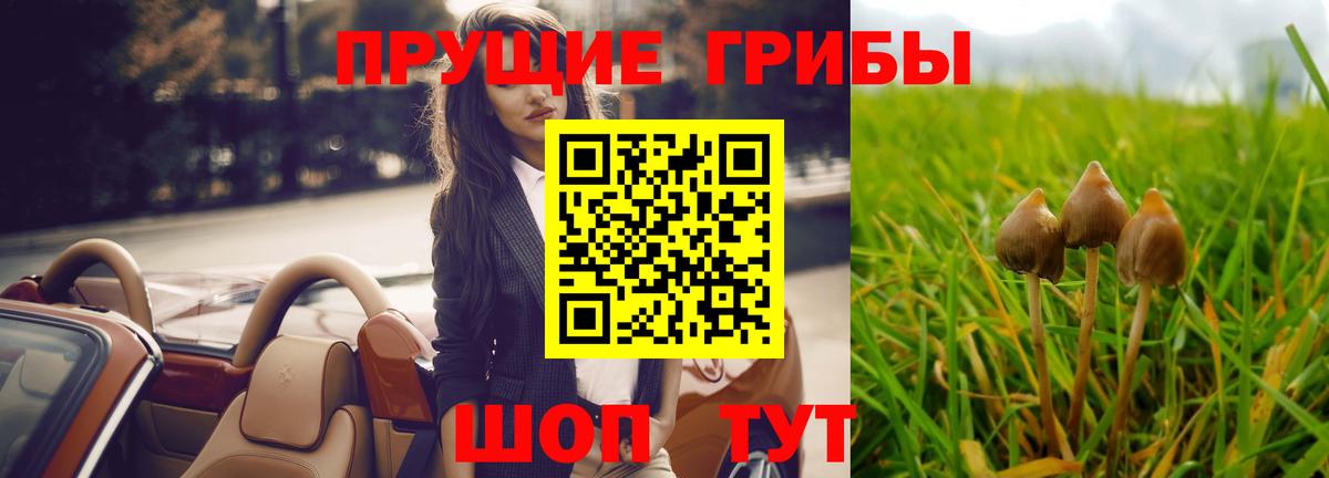 Псилоцибиновые грибы Psilocybine cubensis  купить наркотики сайты  Алатырь 